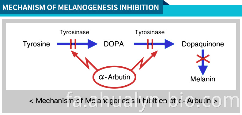 Arbutin mechanism of action